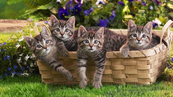 Four Cats In A Bucket